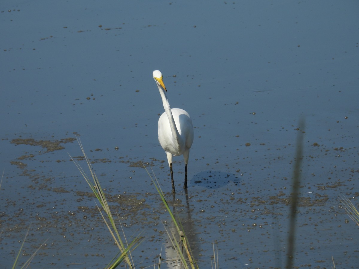 Great Egret - ML623523653