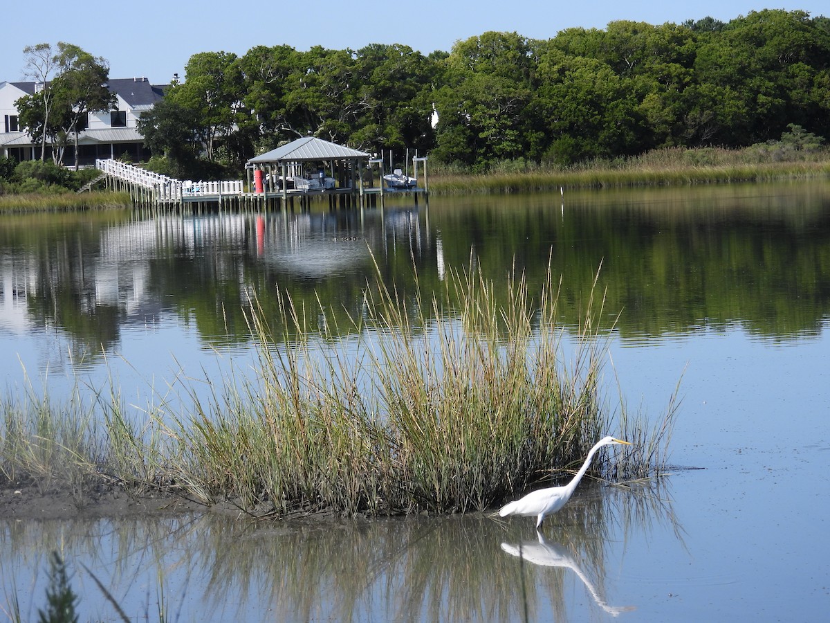 Great Egret - ML623523654