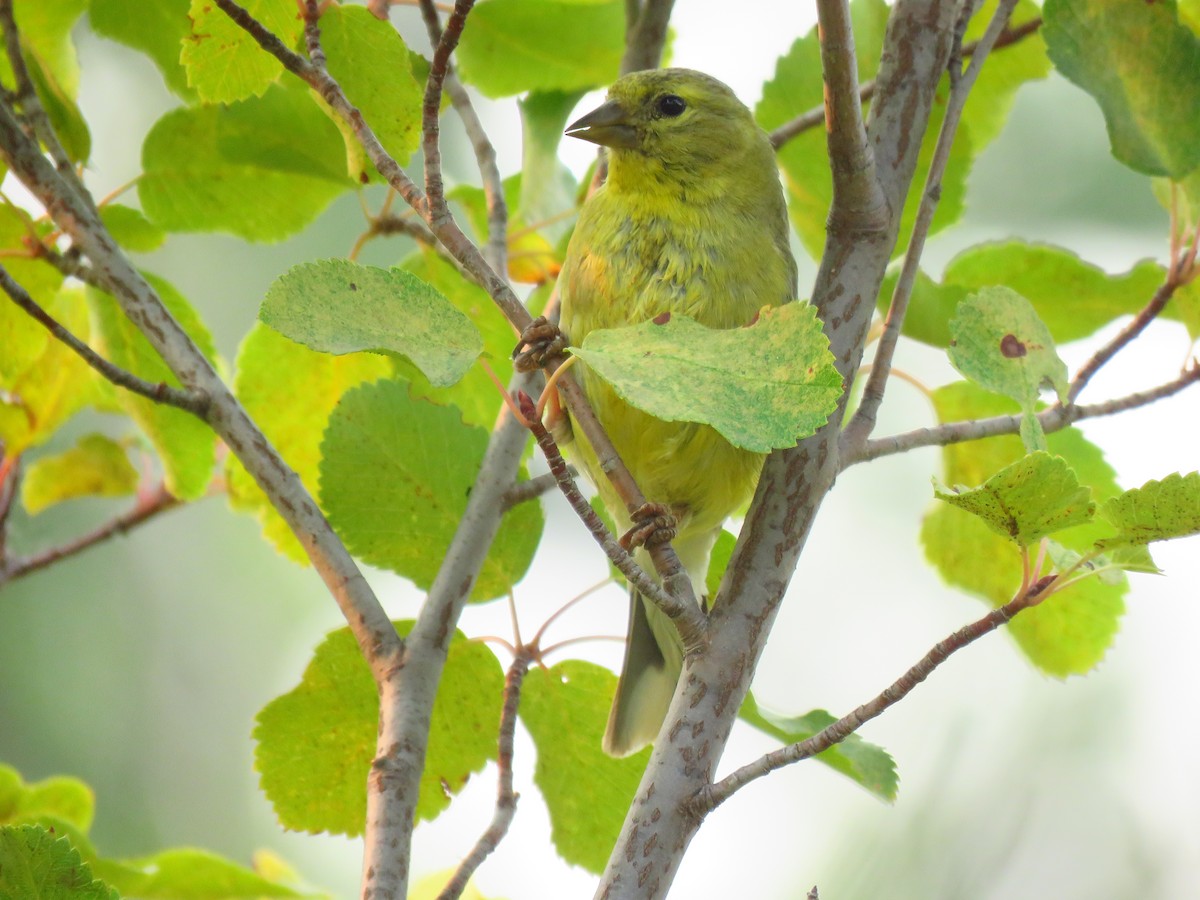 American Goldfinch - ML623523676