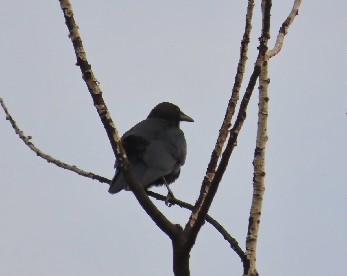 American Crow - ML623523684