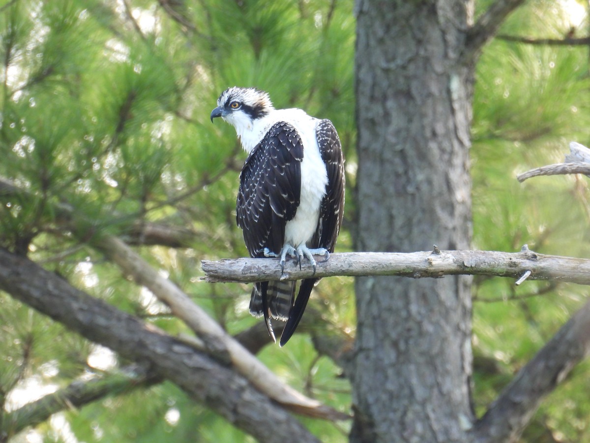 Osprey - ML623523688