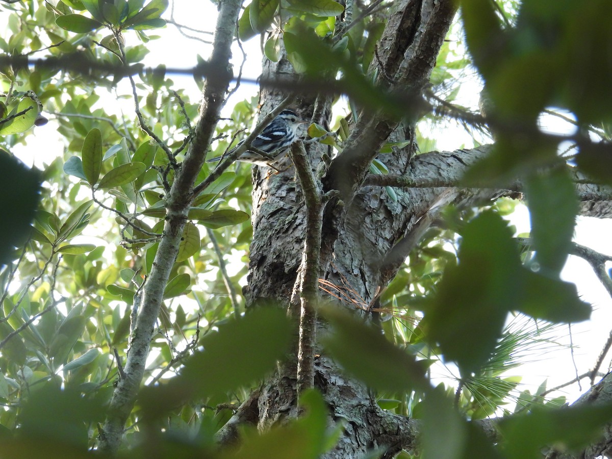 Black-and-white Warbler - ML623523699