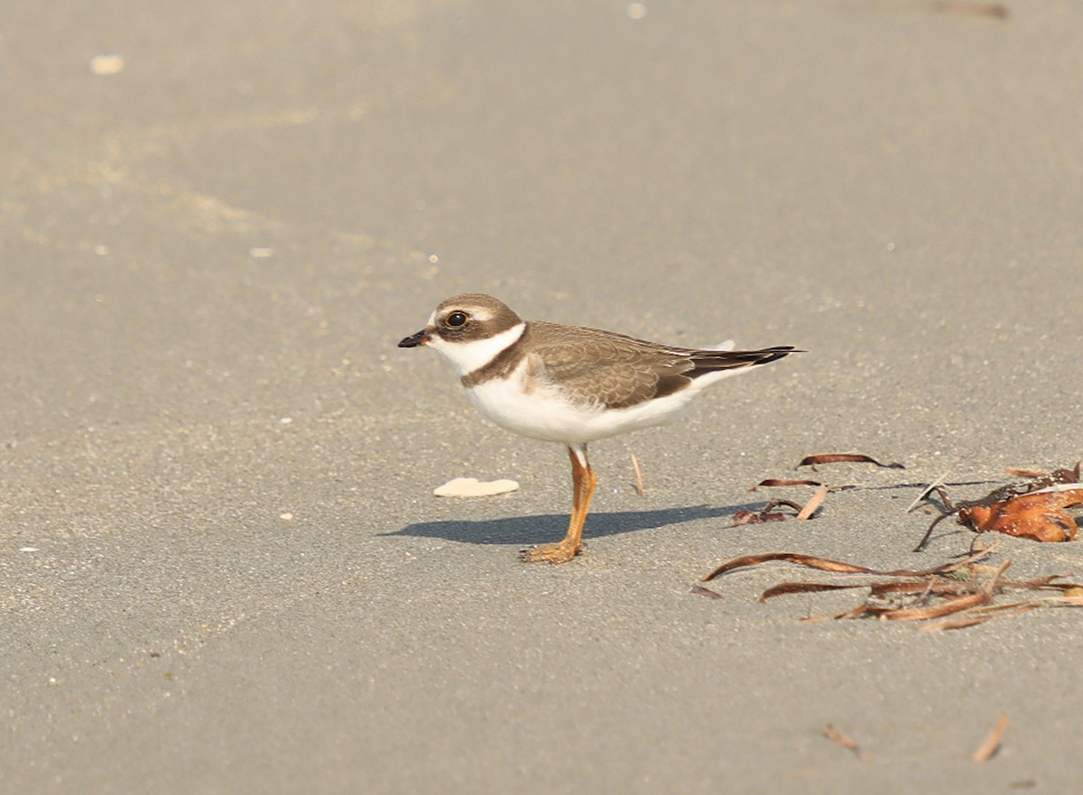 Semipalmated Plover - ML623523705