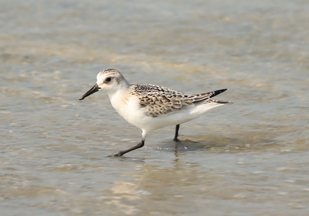 Sanderling - ML623523720