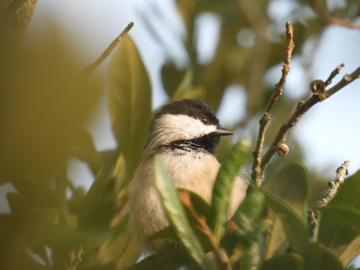 Carolina Chickadee - ML623523731