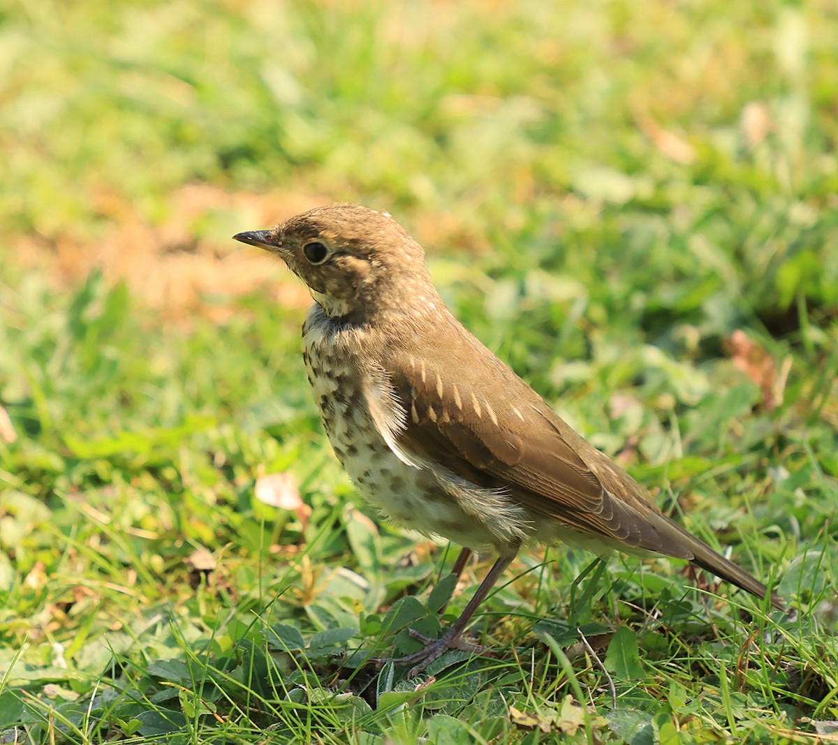 Swainson's Thrush - ML623523741