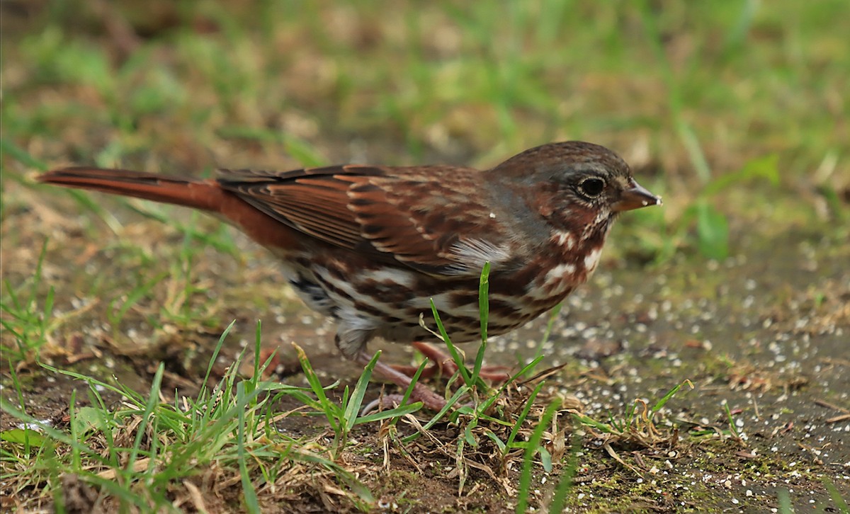 Fox Sparrow - ML623523751