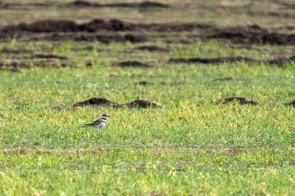 Killdeer - ML623523759