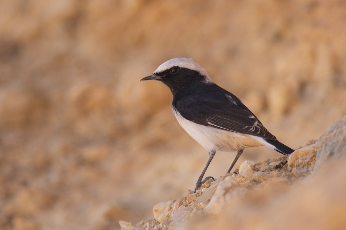 Mourning Wheatear (Maghreb) - ML623523763