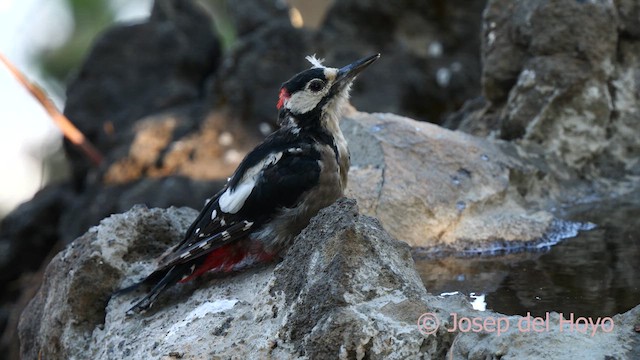 Great Spotted Woodpecker (Canarian) - ML623523769