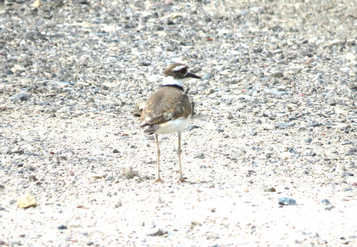 Killdeer - ML623523794