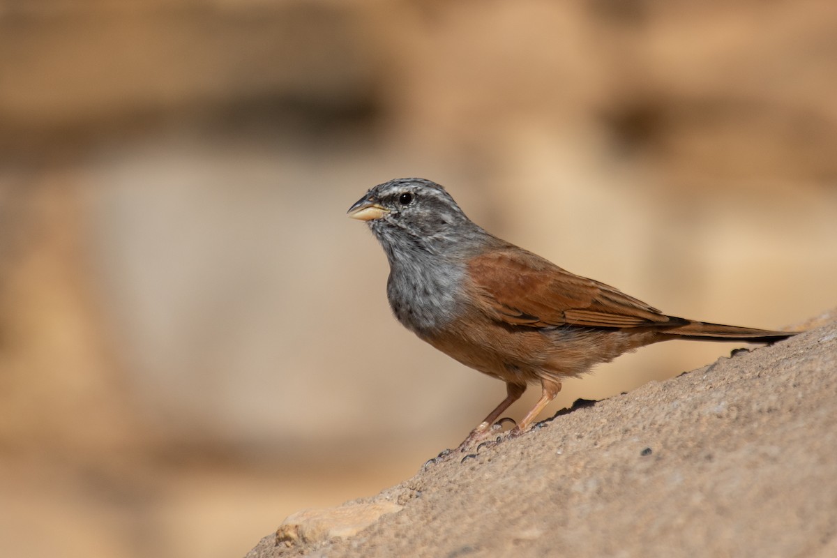 House Bunting - ML623523800