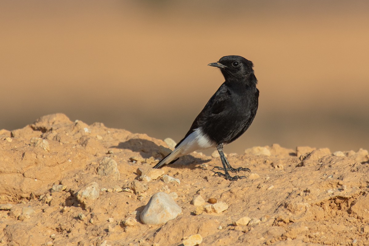 Black Wheatear - ML623523851