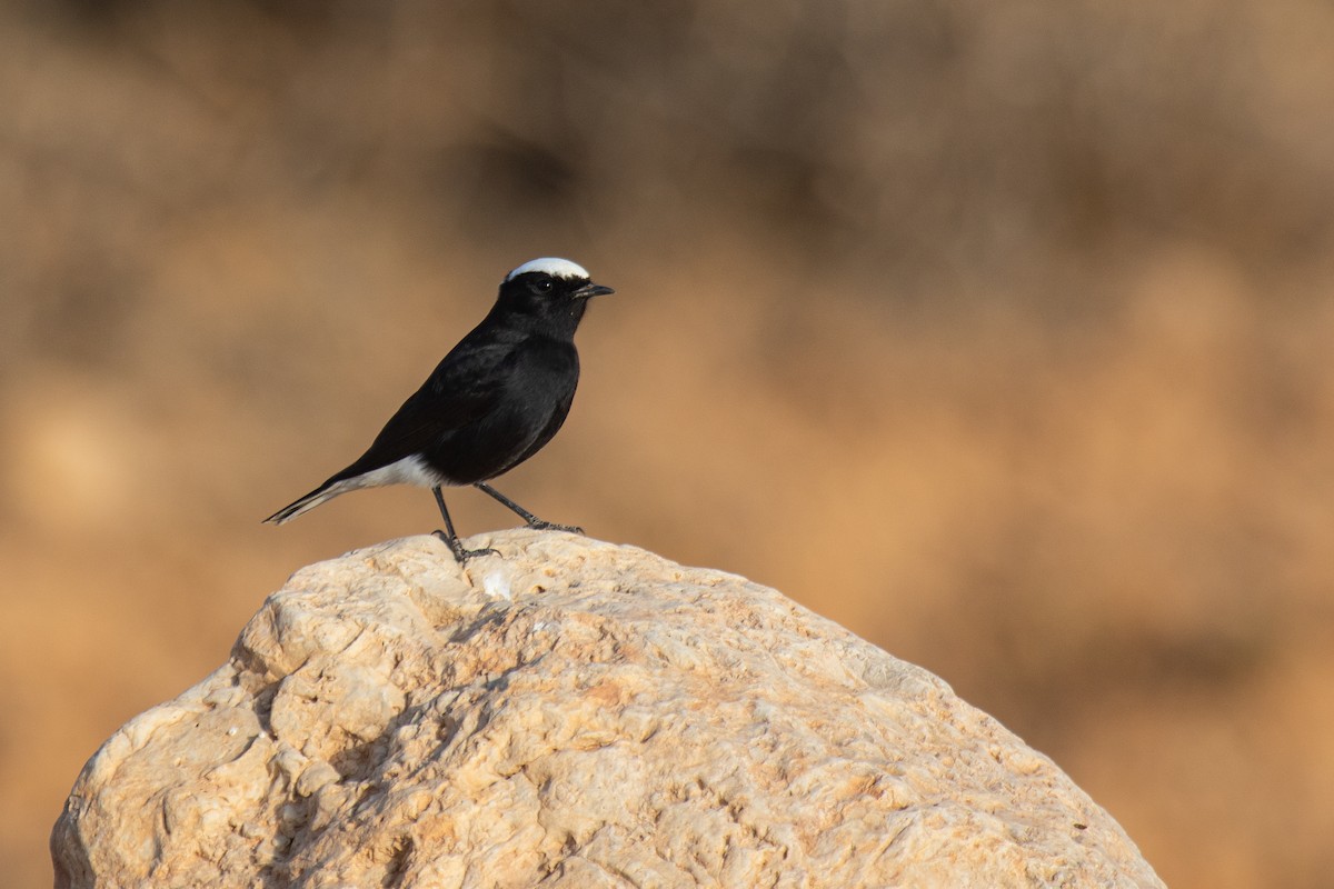 White-crowned Wheatear - ML623523862