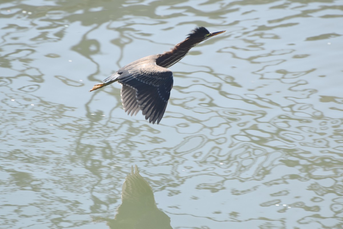 Green Heron - stephen johnson  🦜