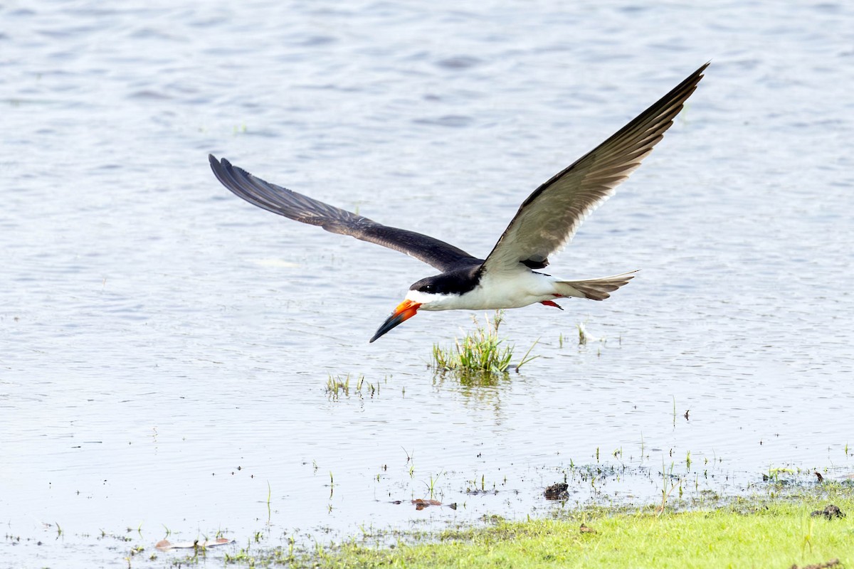 Black Skimmer - ML623523897