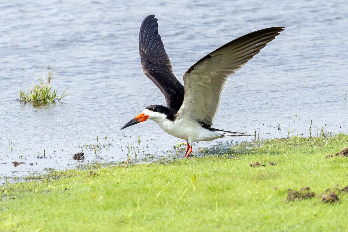 Black Skimmer - ML623523898