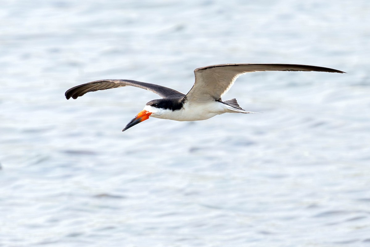 Black Skimmer - ML623523899