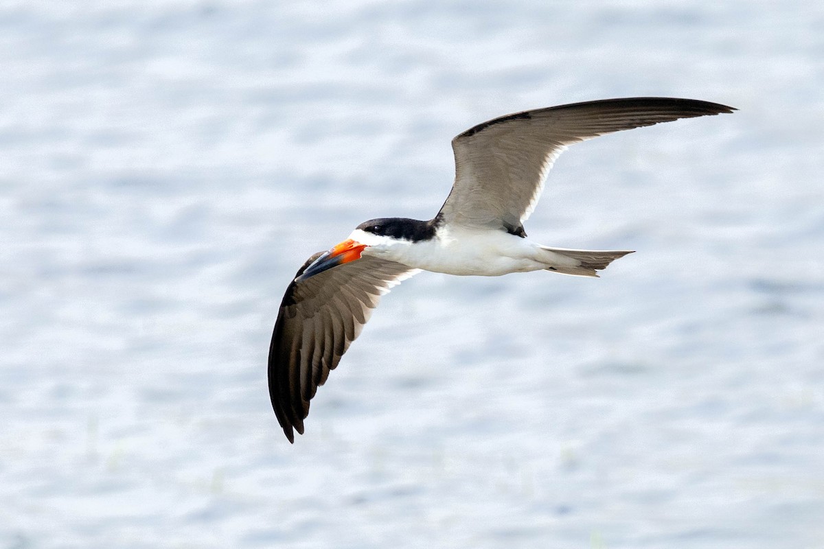 Black Skimmer - ML623523901