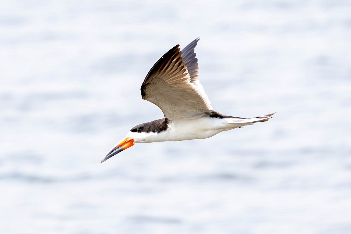 Black Skimmer - ML623523902