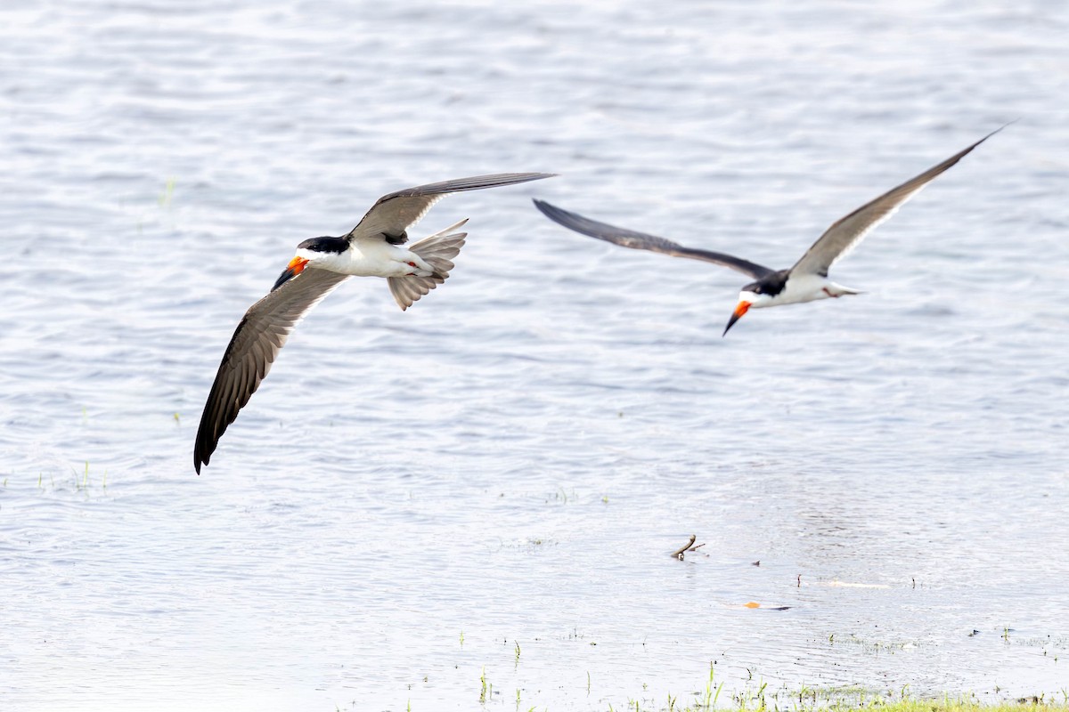 Black Skimmer - ML623523903