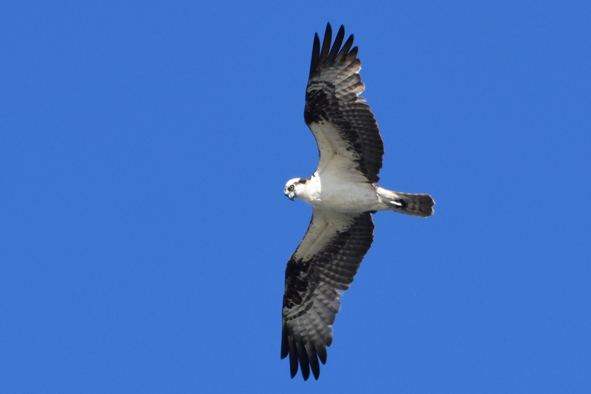 Osprey - ML623523911