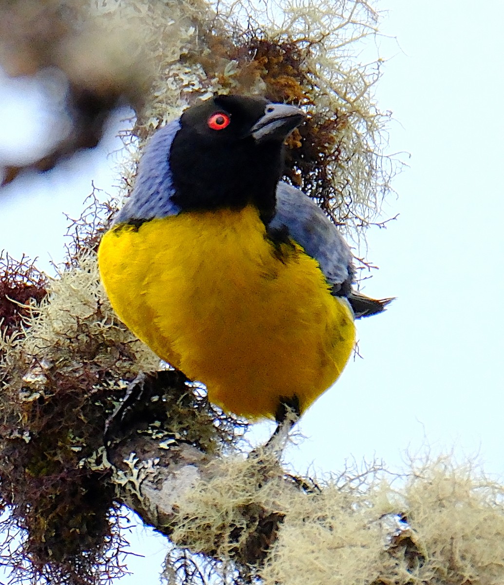 Hooded Mountain Tanager - ML623523922