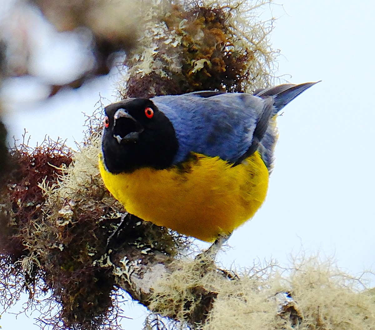 Hooded Mountain Tanager - ML623523923