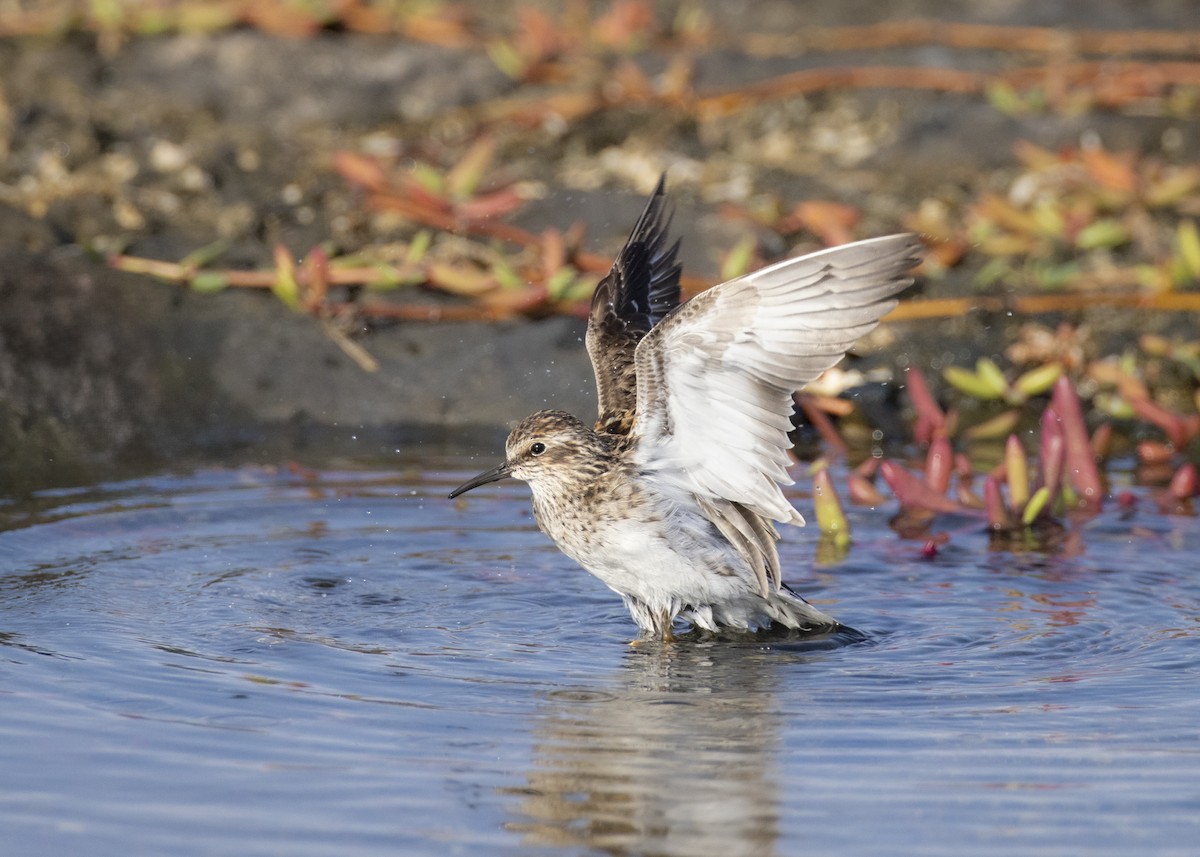 Least Sandpiper - ML623523959