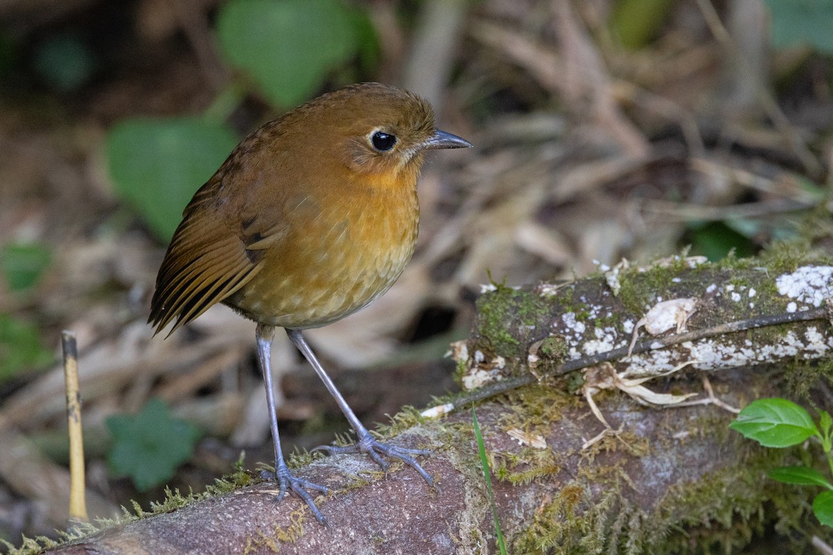 Muisca Antpitta - ML623524009