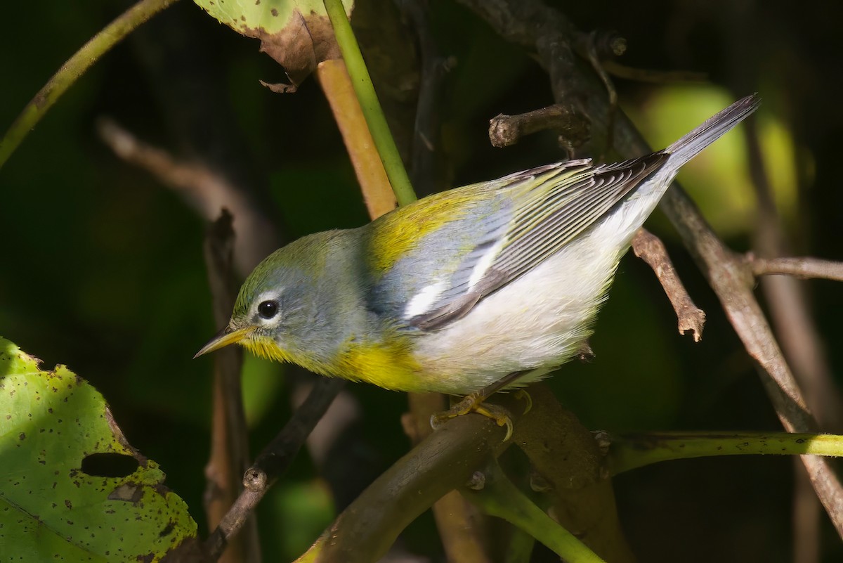 Northern Parula - ML623524020