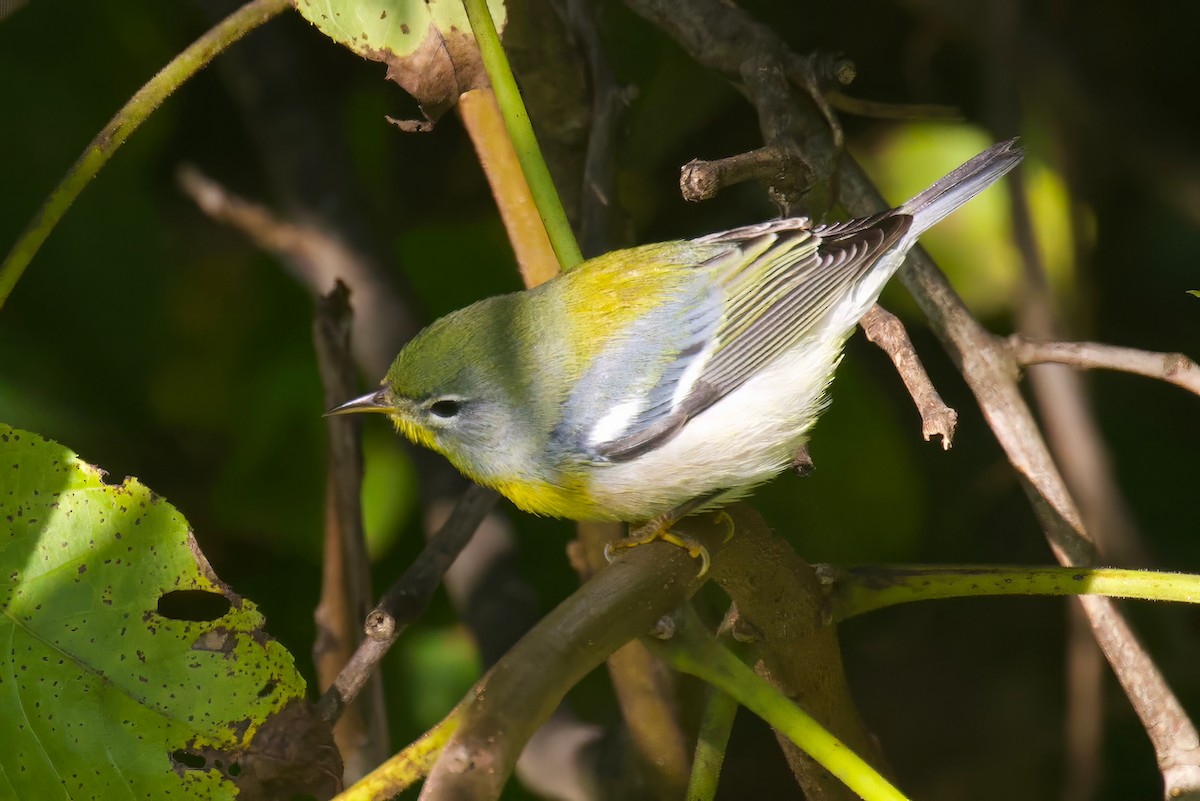 Northern Parula - Steve Luke