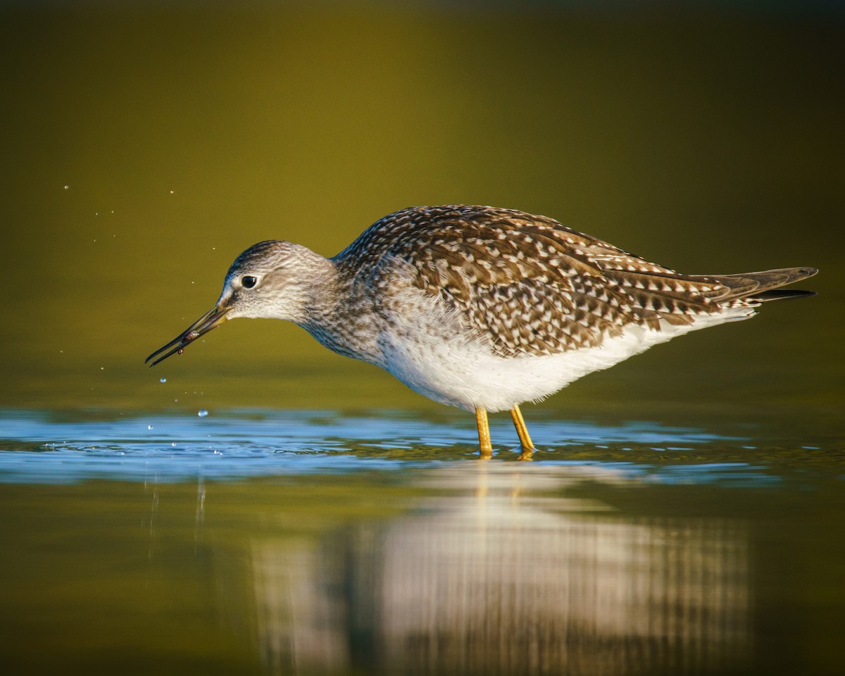 Lesser Yellowlegs - ML623524029