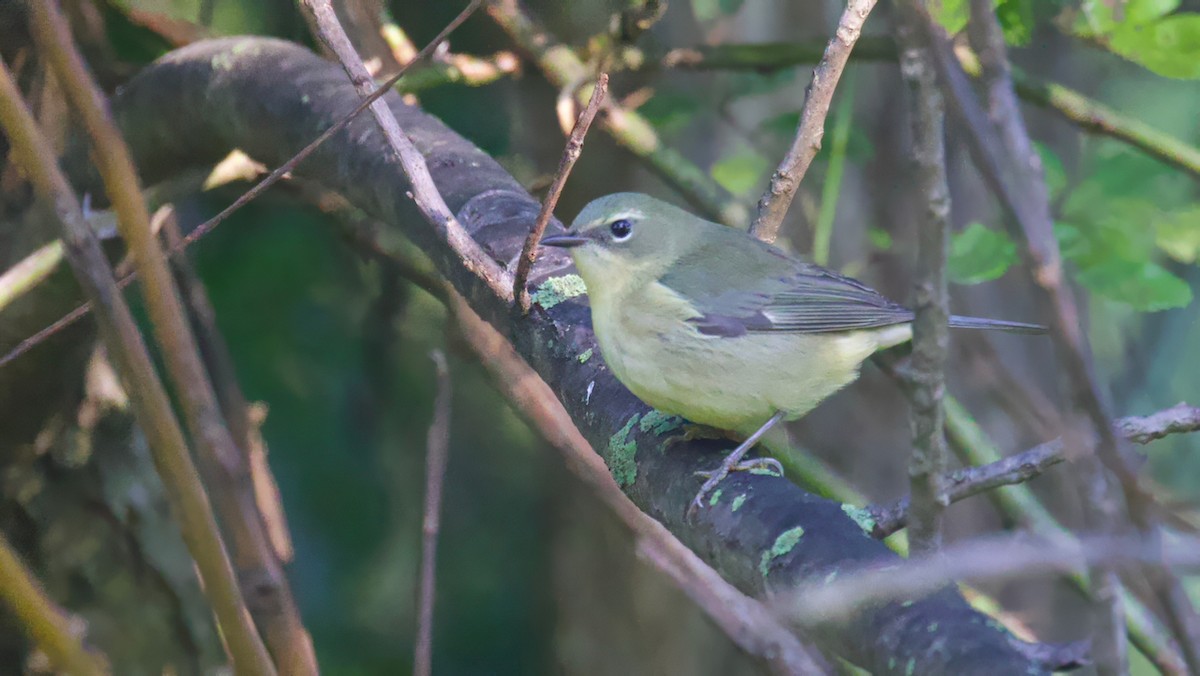 Black-throated Blue Warbler - ML623524030