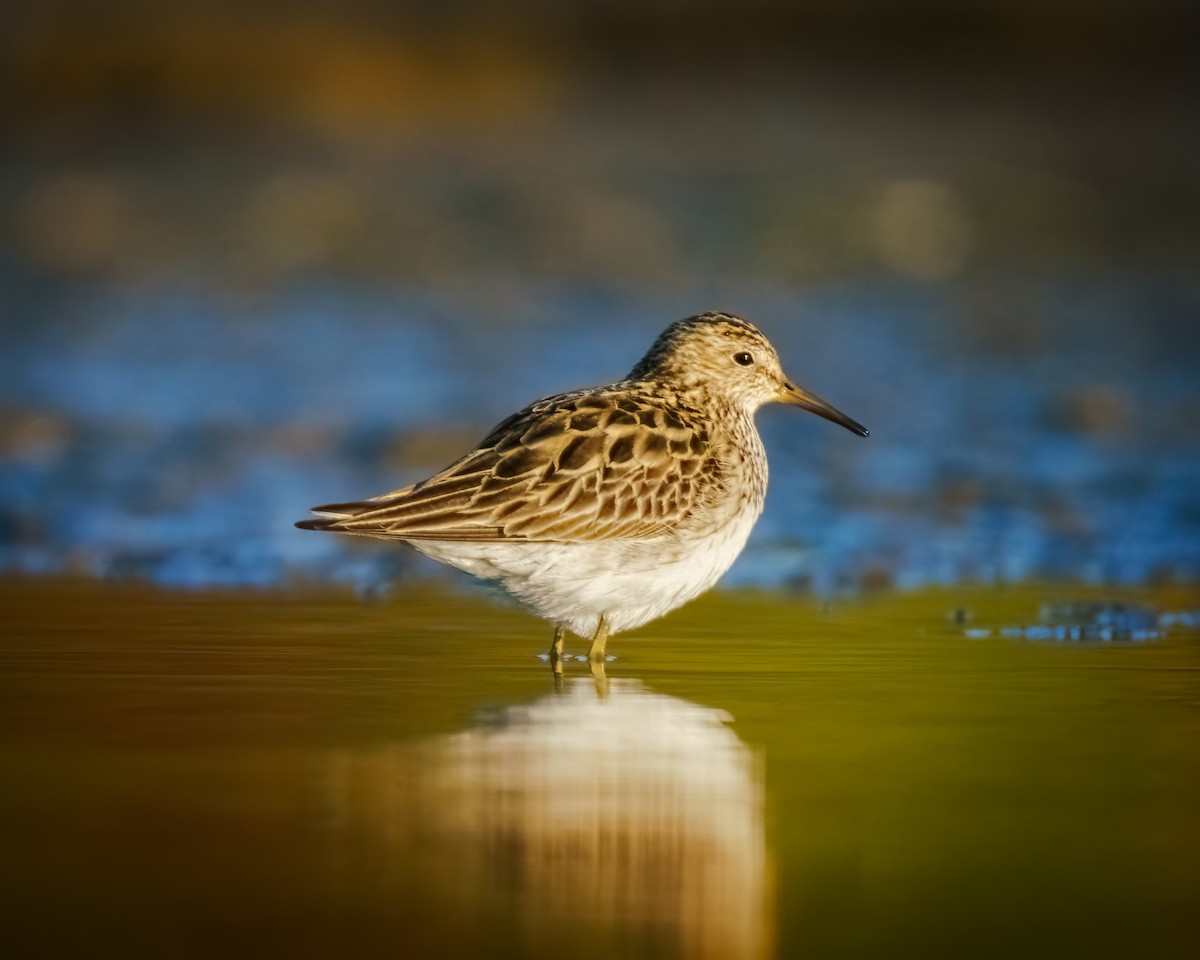 Pectoral Sandpiper - ML623524035