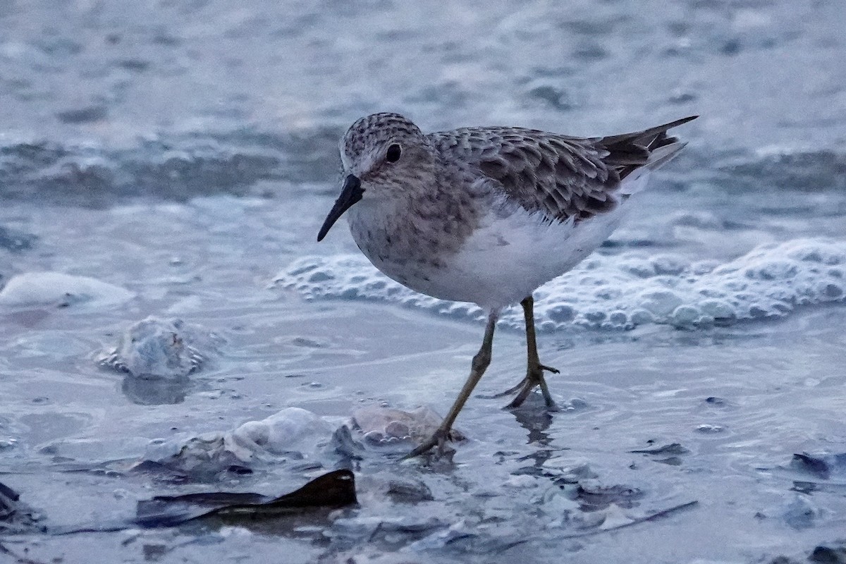 Least Sandpiper - Kathy Doddridge