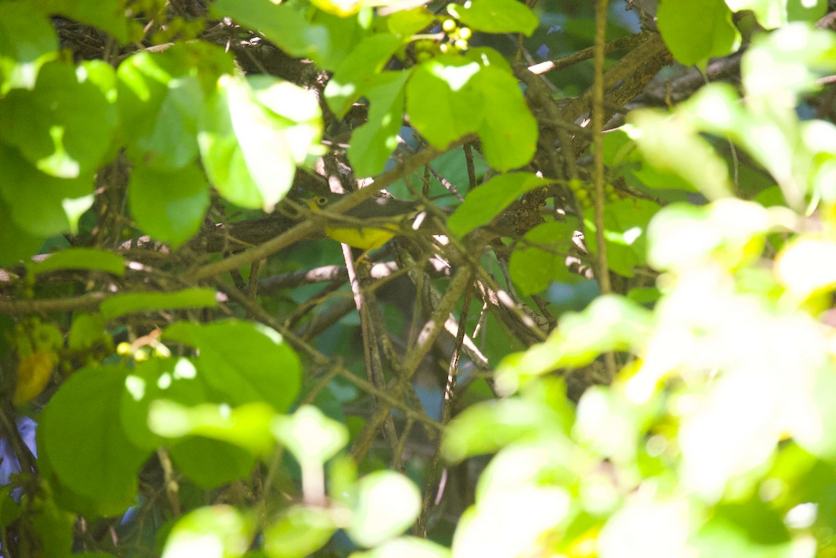 Canada Warbler - ML623524041