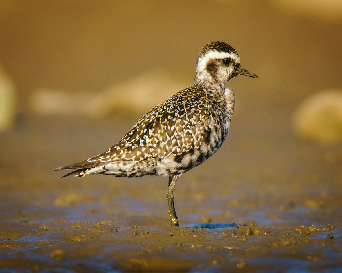 American Golden-Plover - ML623524043