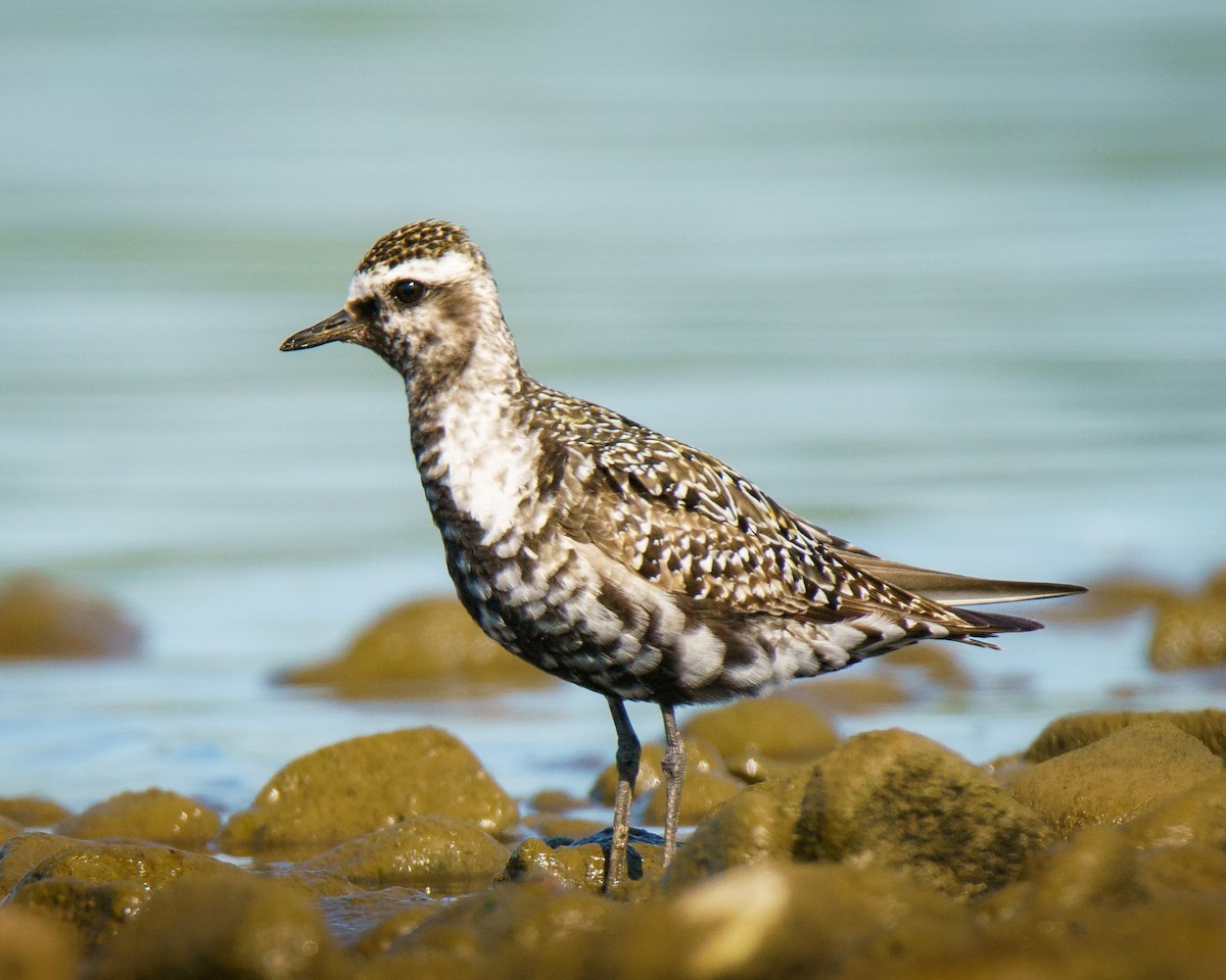 American Golden-Plover - ML623524044