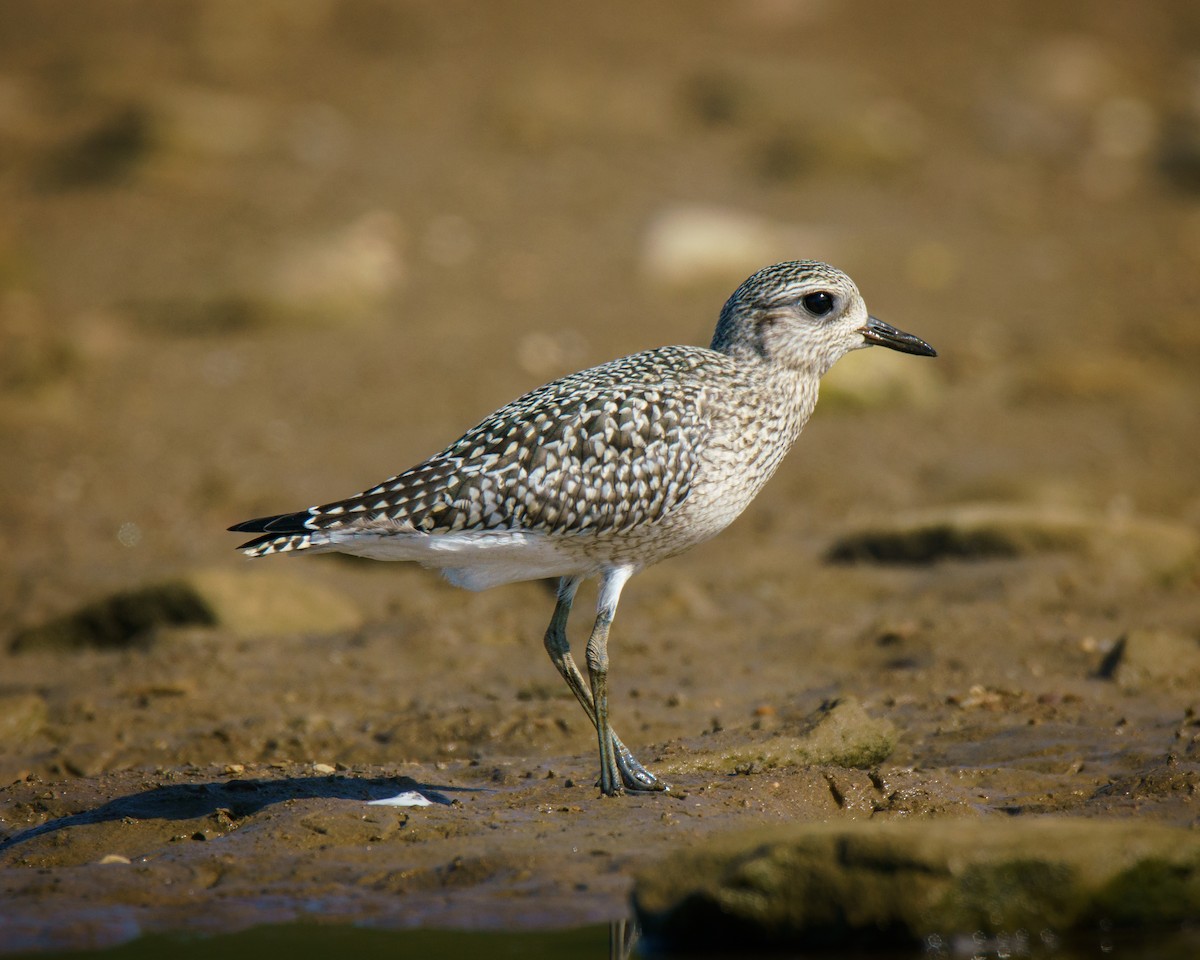 Black-bellied Plover - ML623524047