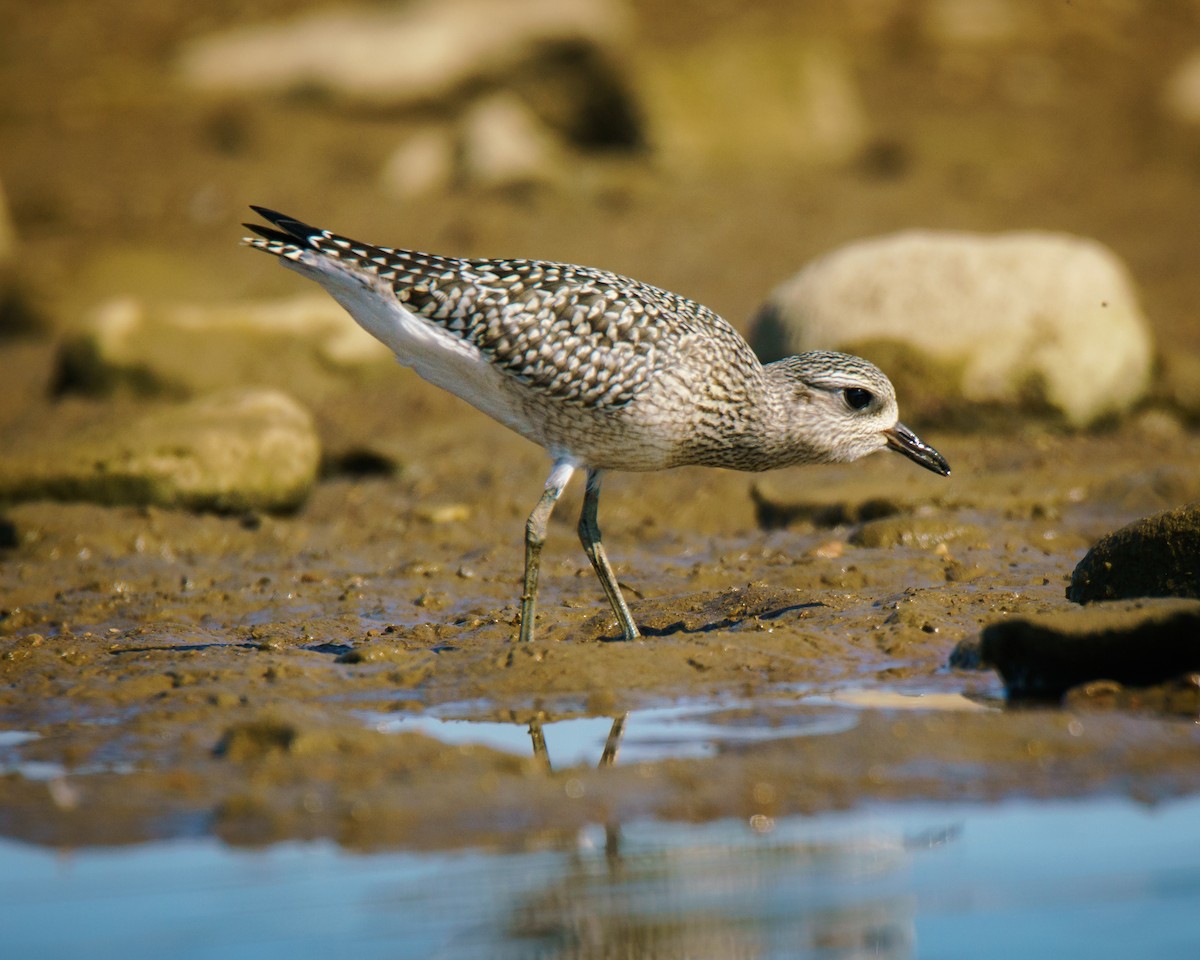 Black-bellied Plover - ML623524048