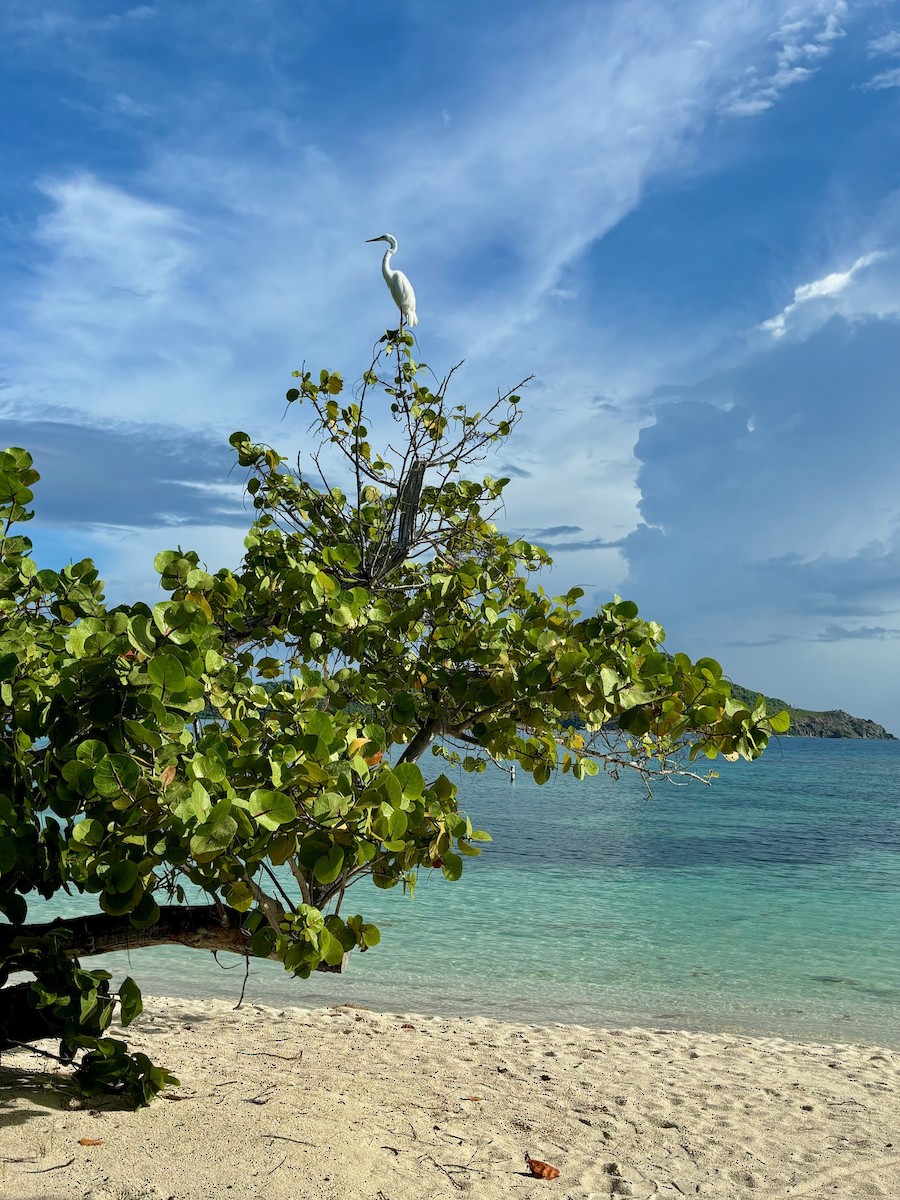 Great Egret - ML623524057