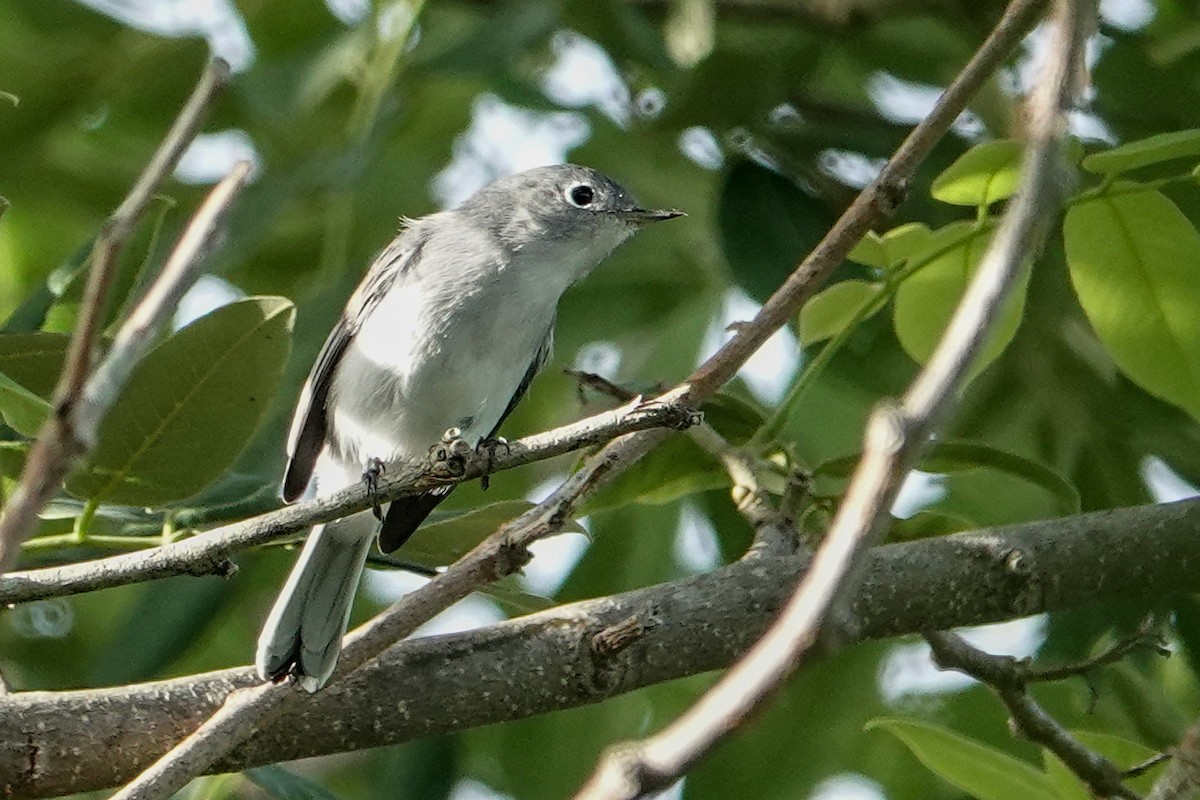 Blue-gray Gnatcatcher - Kathy Doddridge