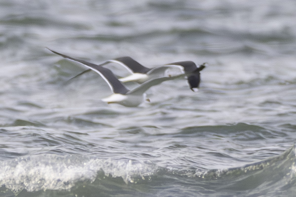 Lesser Black-backed Gull - Paul Jones