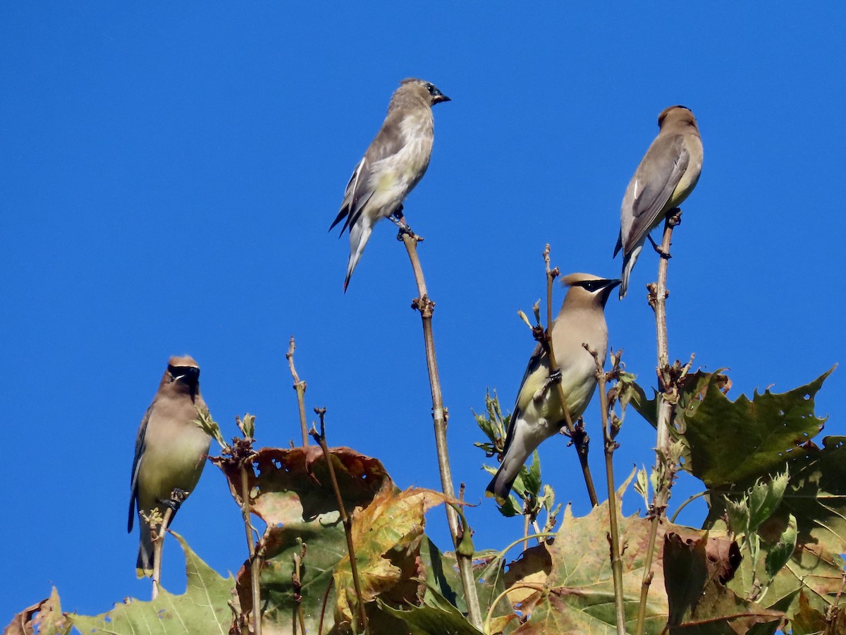 Cedar Waxwing - ML623524092