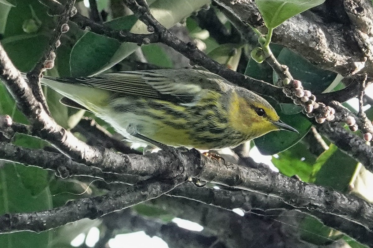 Cape May Warbler - Kathy Doddridge