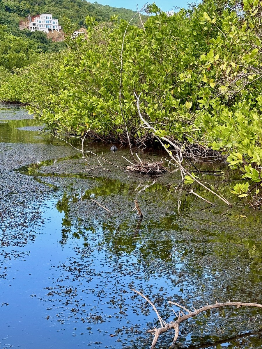 American Coot - ML623524104