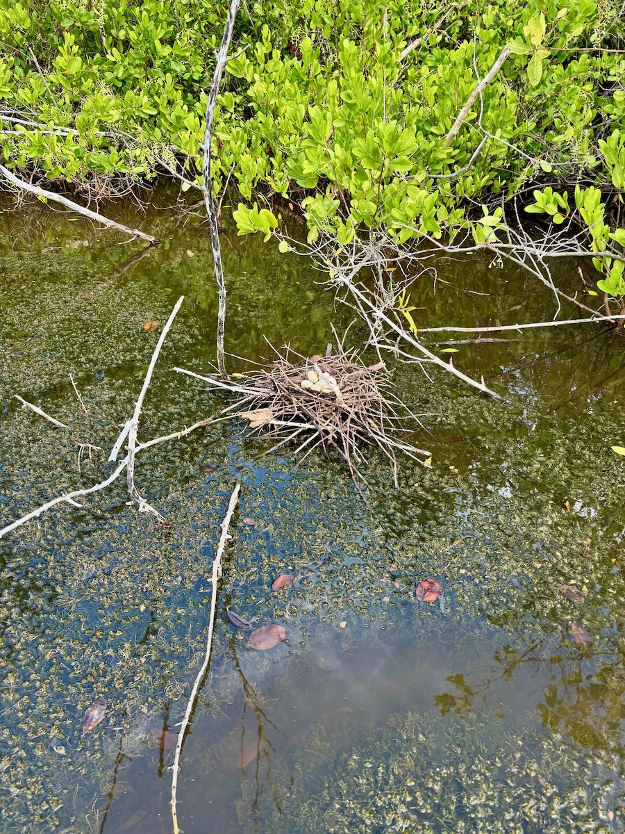 American Coot - ML623524105