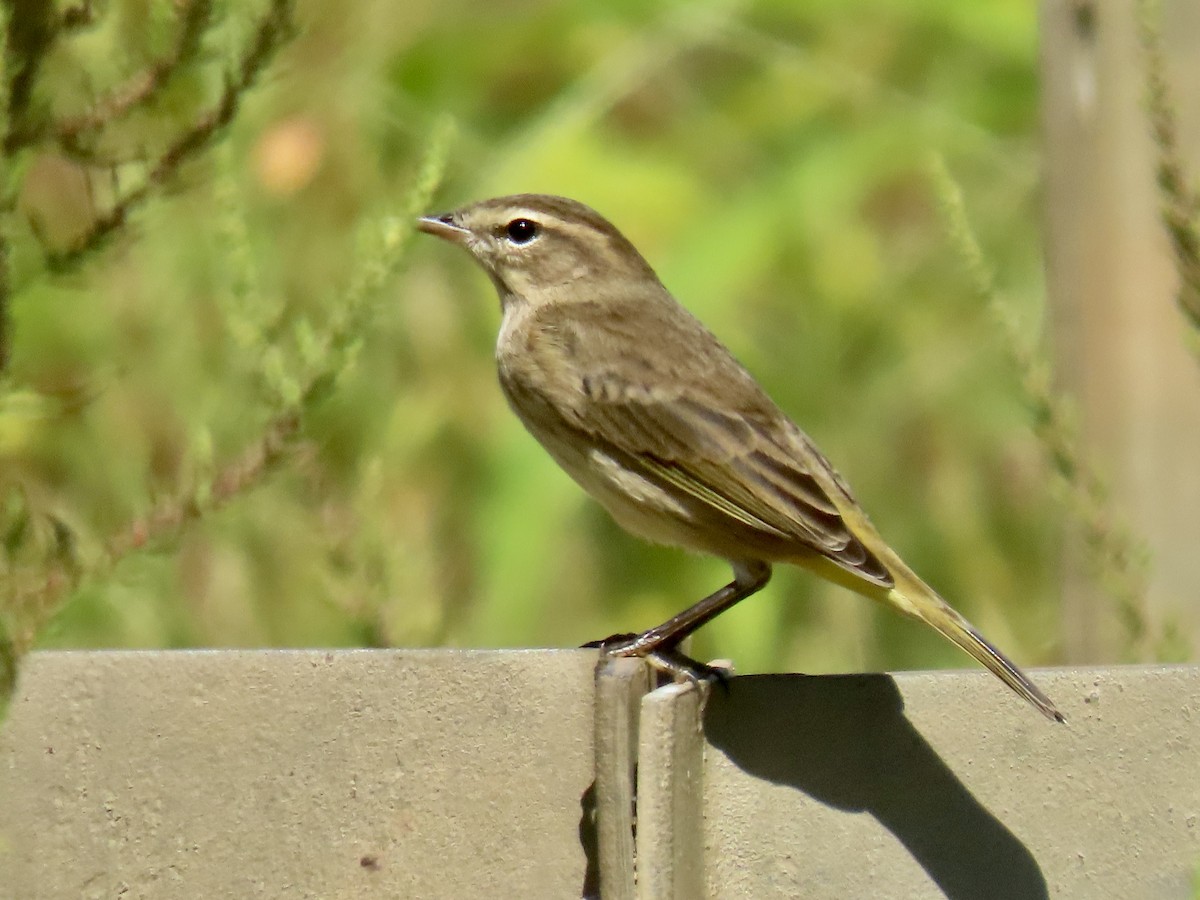 Palm Warbler - ML623524126