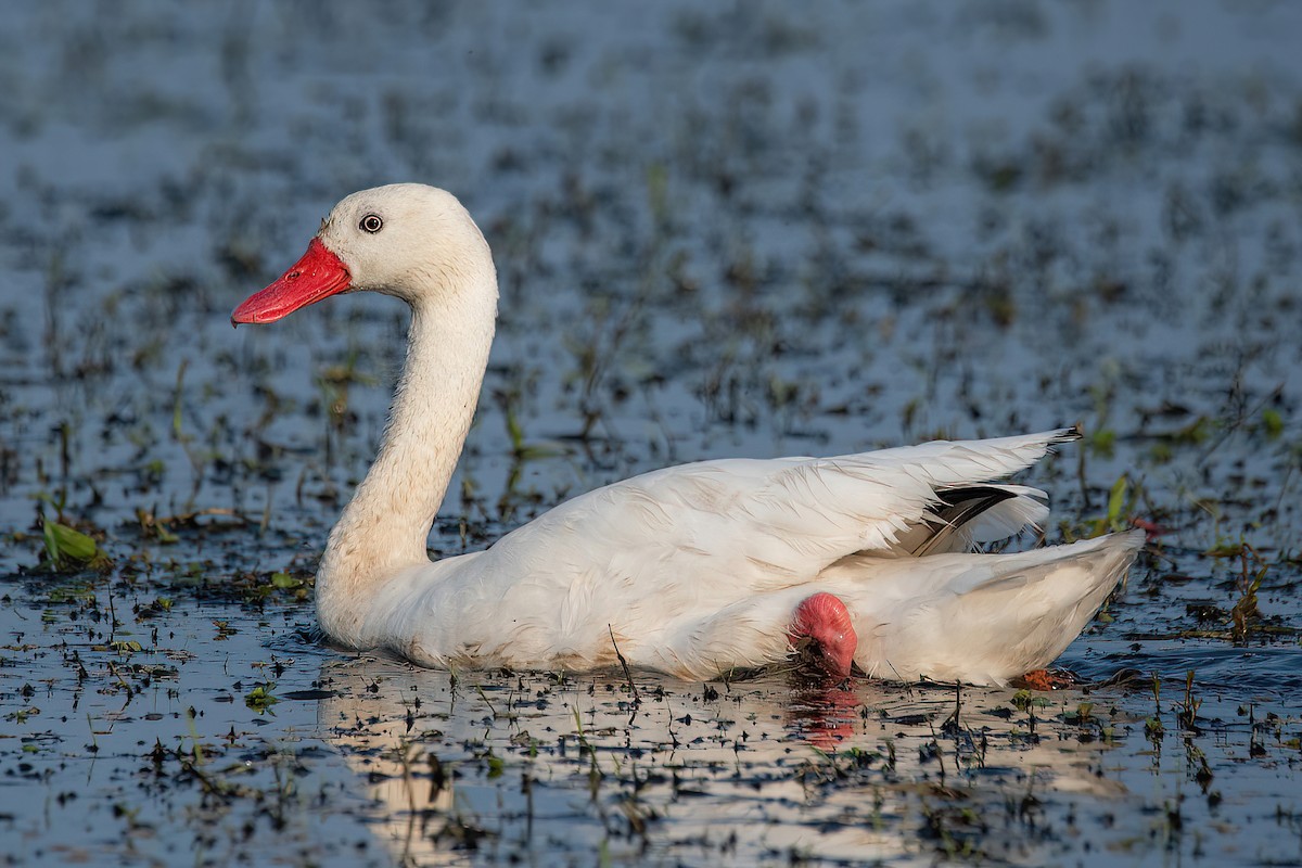 Coscoroba Swan - ML623524166